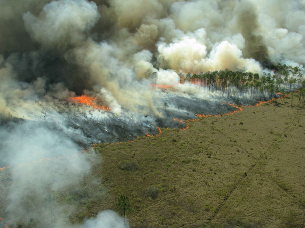 Les feux de forêt, une menace pour l’avenir de l’humanité ?